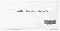 Coremium glaucum image